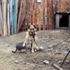 pup cat